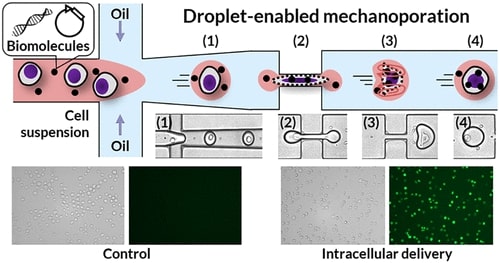 Primary Cell Transfection