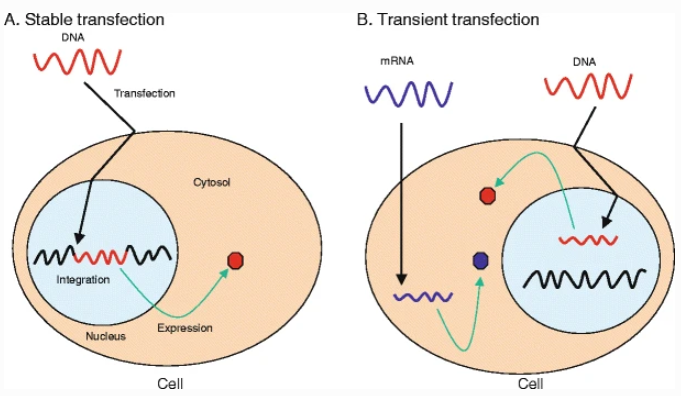 Schematic diagrams of two different transfections 