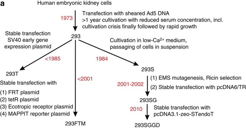 Derivation history of HEK293 cell line 