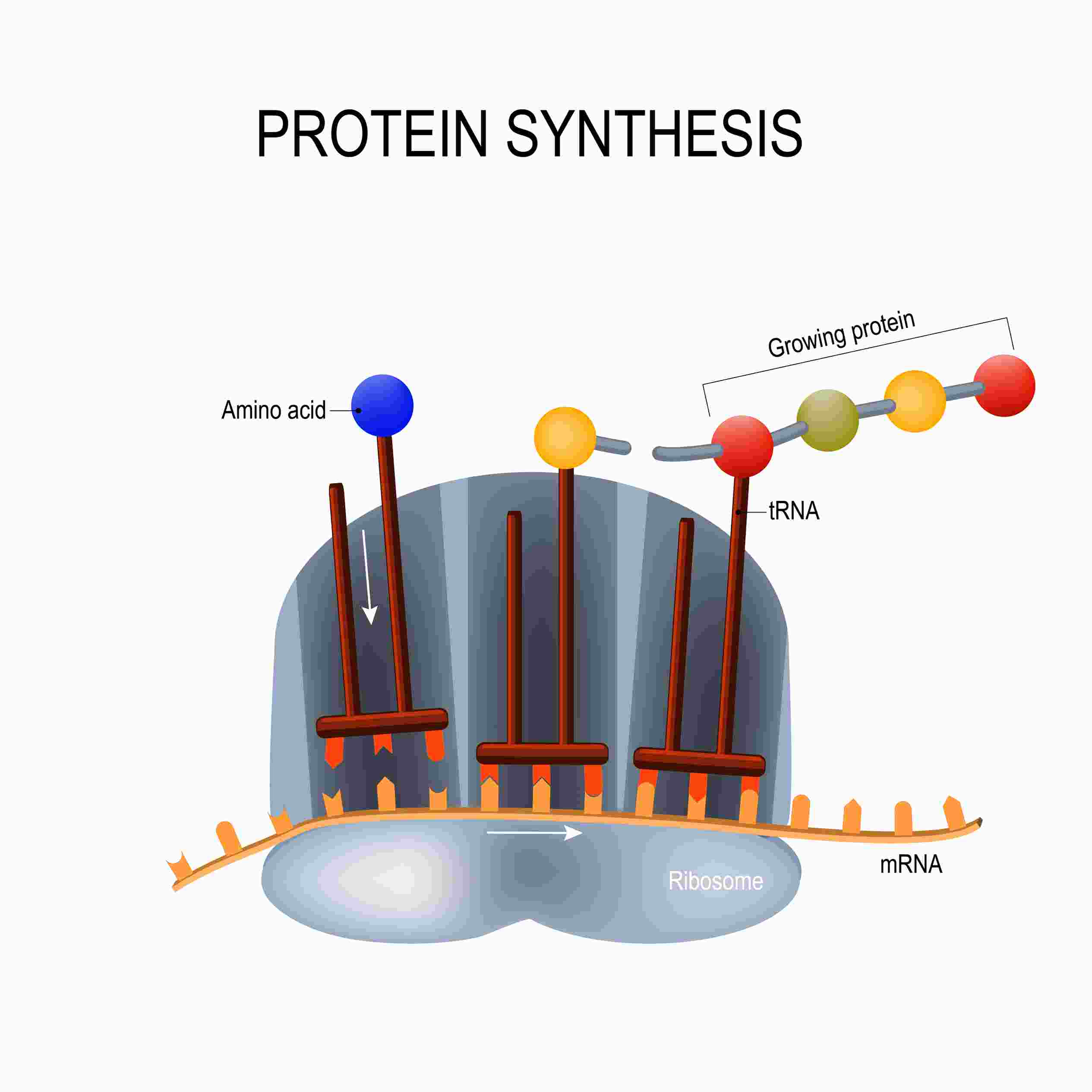 Antibody/Protein Development