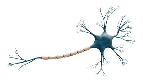 Structure  of Neuron cell