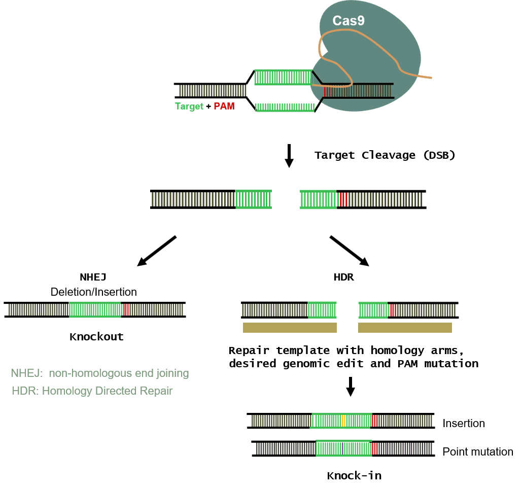 CRISPR Handles Multiple Types of Genome Modification. 