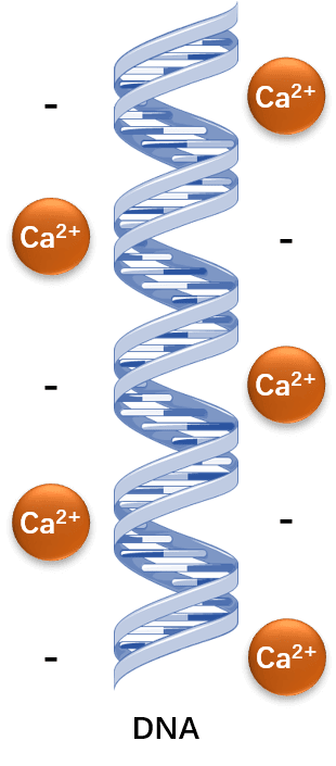 Calcium phosphate transfection