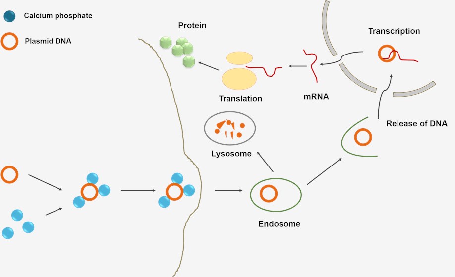 Calcium phosphate mediated transfection.