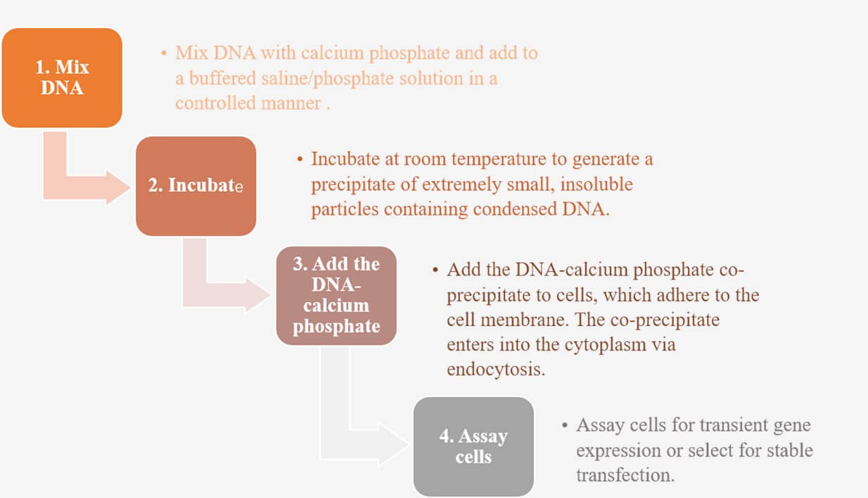 Calcium-phosphate co-precipitation workflow. 