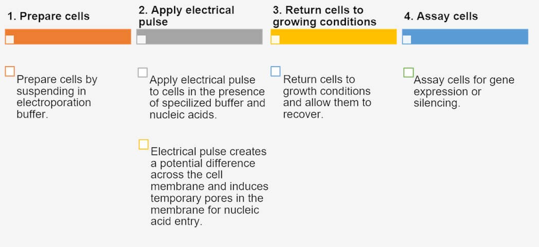 Electroporation workflow.