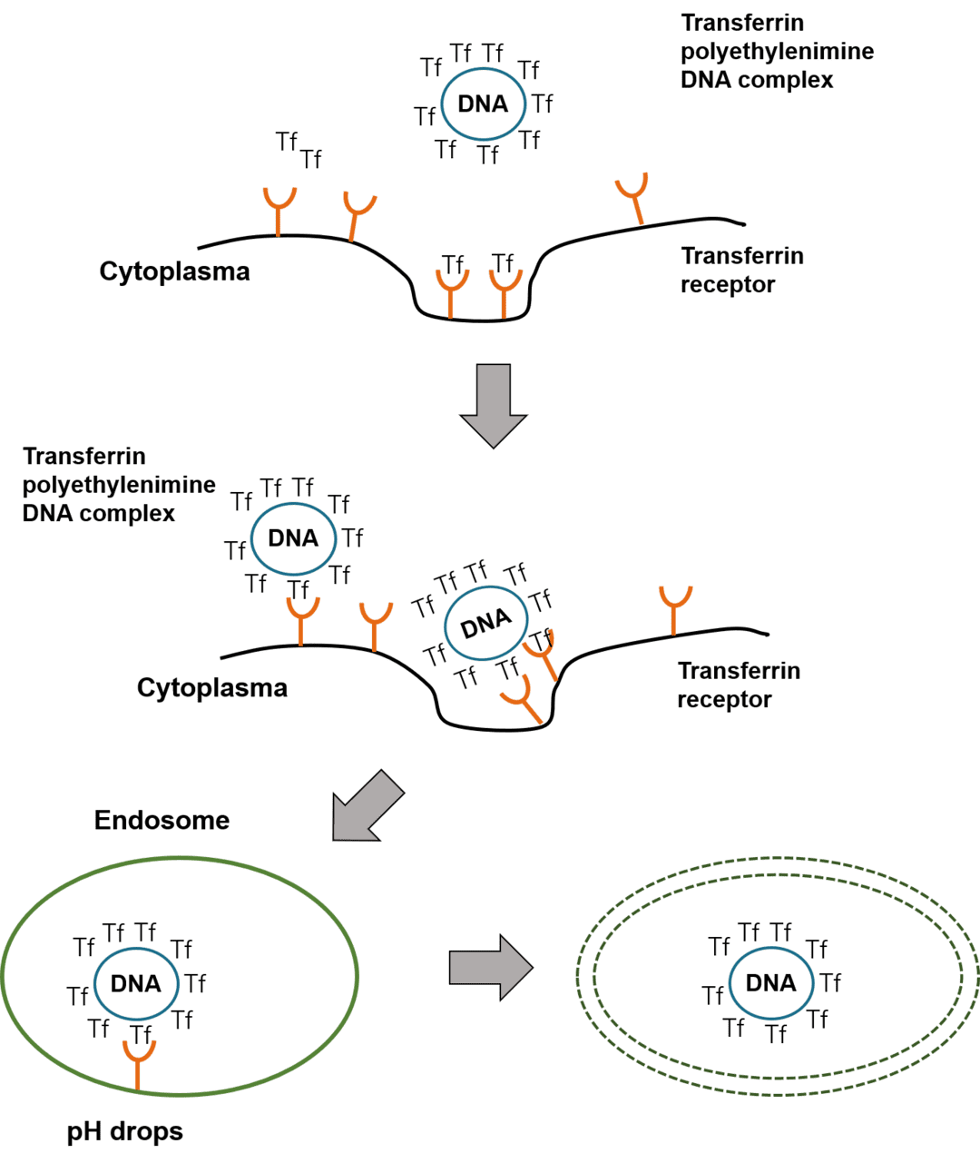 Mechanism of PEI transfection 