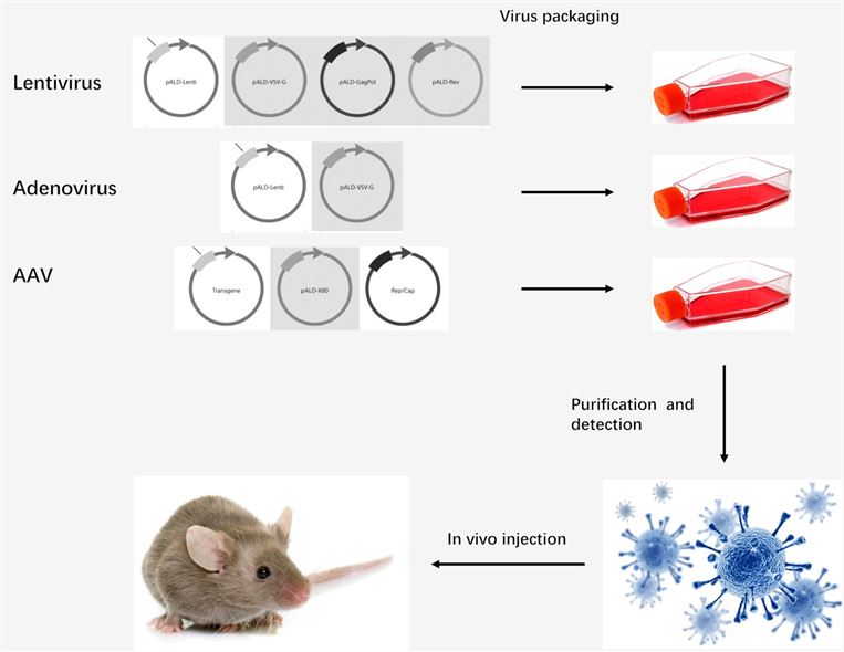 In vivo gene transfection with viral vectors.