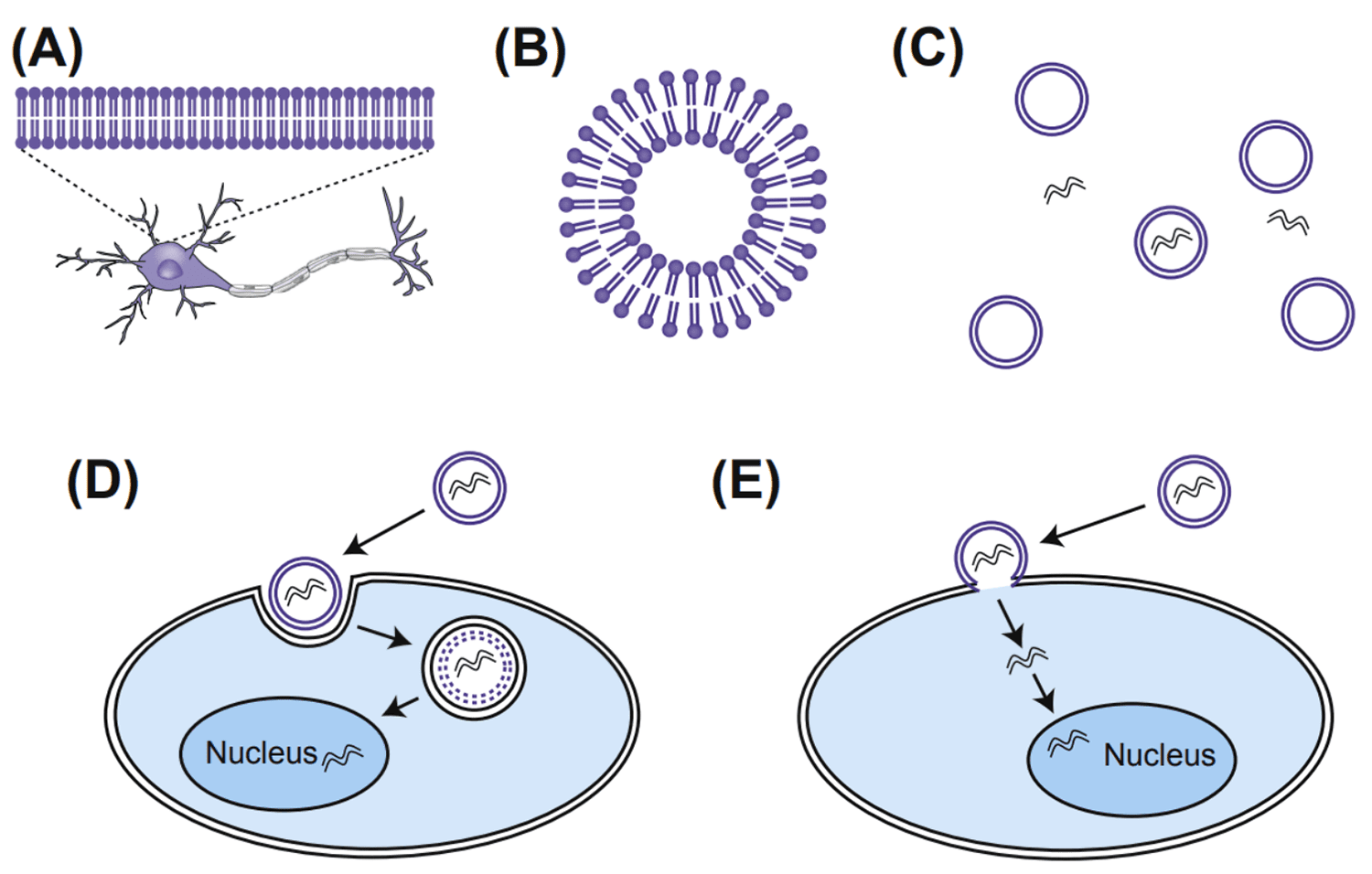 Mechanism of lipofection